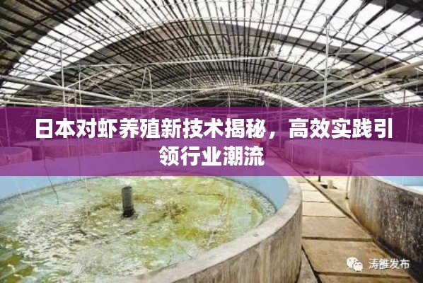 日本对虾养殖新技术揭秘，高效实践引领行业潮流