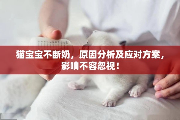 猫宝宝不断奶，原因分析及应对方案，影响不容忽视！