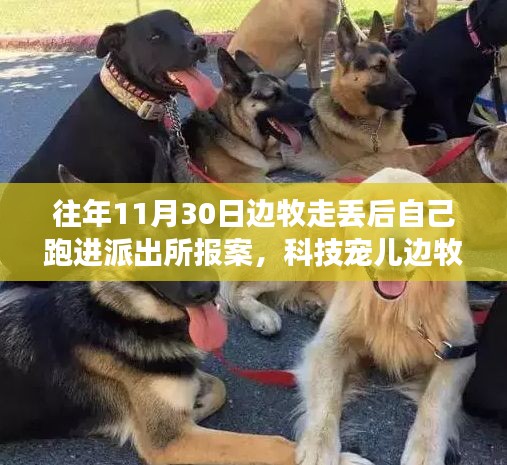 科技宠儿边牧手环，走失犬只的奇妙报案之旅，开启智能生活新篇章