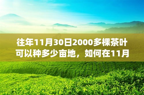 2000多棵茶叶树苗的种植规划，11月30日的种植亩数指南，从初学者到进阶用户的种植指南