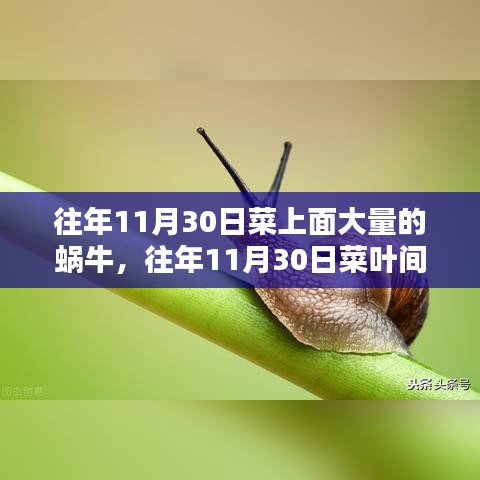 往年11月30日菜叶间大量蜗牛现象，产品深度评测与介绍