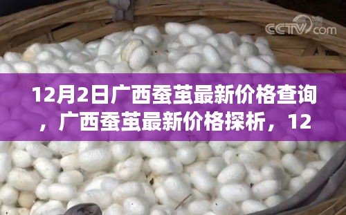 广西蚕茧最新价格动态，市场走势与影响分析（12月2日）