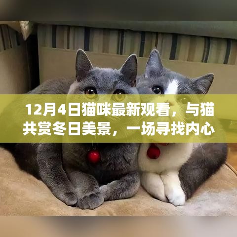 12月4日猫咪观赏，冬日与猫的心灵之旅