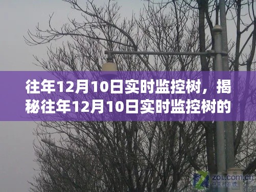 揭秘，科技与自然交织下的生态观察之旅——往年12月10日实时监控树的奥秘探索