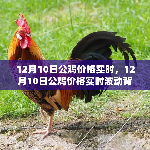 12月10日公鸡价格实时波动分析，背后的市场因素探讨