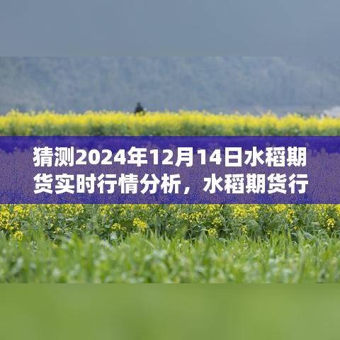 揭秘未来走势，2024年水稻期货行情预测与实时分析，洞悉市场动态掌握财富先机！