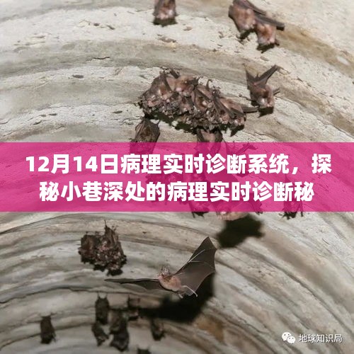 探秘病理实时诊断秘境，诊所之旅体验实时诊断系统揭秘之旅（12月14日）