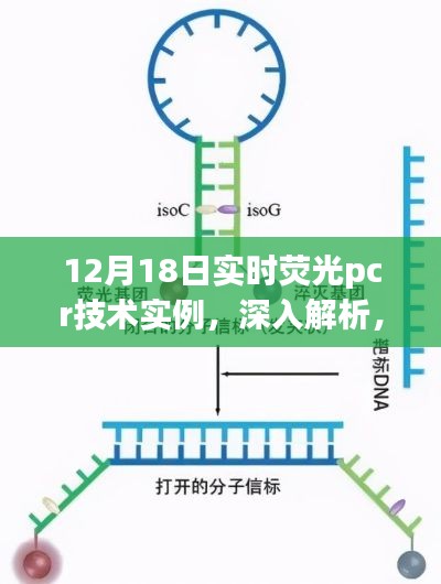 2024年12月18日 第17页