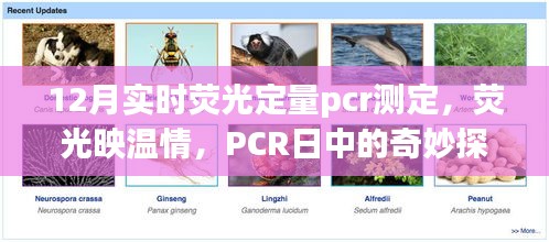 荧光映温情，PCR测定中的探秘与友情印记