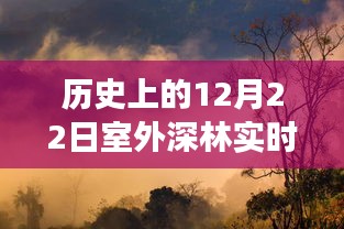 冬日暖阳下的深林奇缘，友情与陪伴的温馨故事实拍图纪实