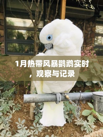 热带风暴鹦鹉观察记录，实时追踪与报告