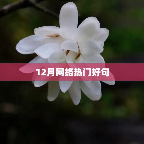 12月网络流行语句精选