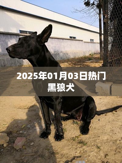 黑狼犬，2025年热门犬种预测