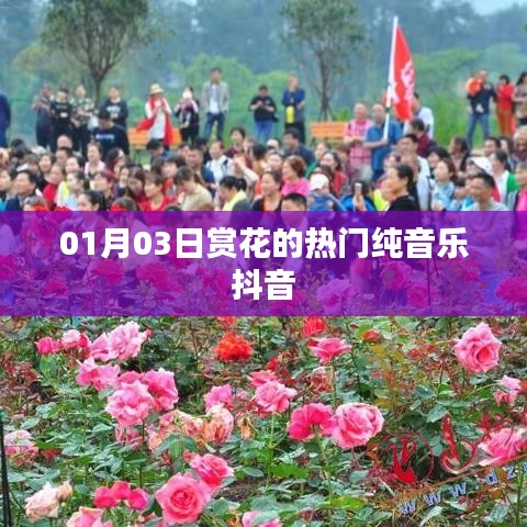 抖音热门赏花纯音乐推荐，一月精选旋律赏花之旅