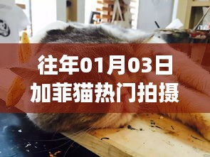 揭秘加菲猫拍摄幕后故事与拍摄细节，热门拍摄回顾