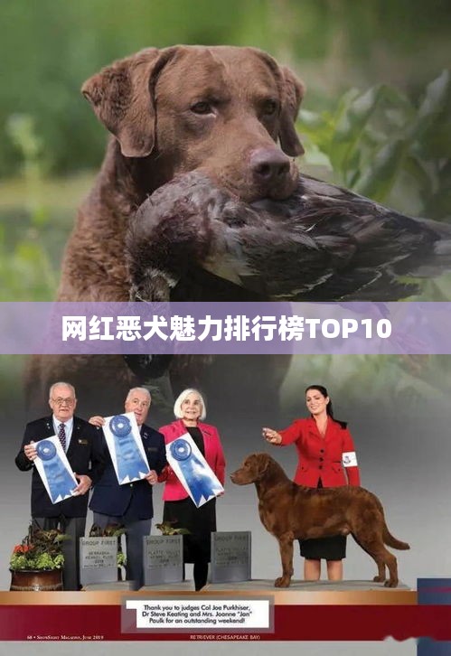 网红恶犬魅力排行榜TOP10