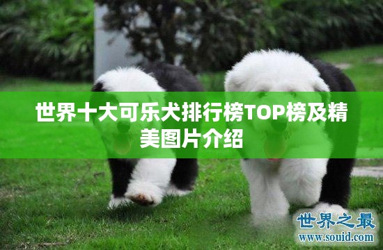 世界十大可乐犬排行榜TOP榜及精美图片介绍