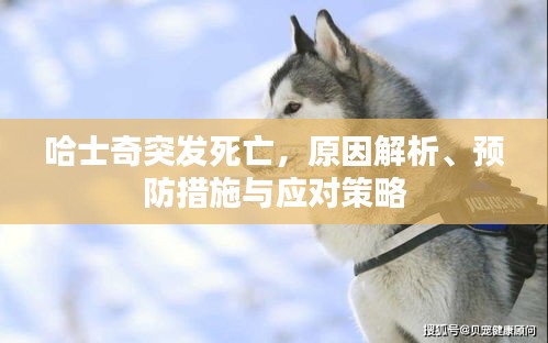 哈士奇突发死亡，原因解析、预防措施与应对策略