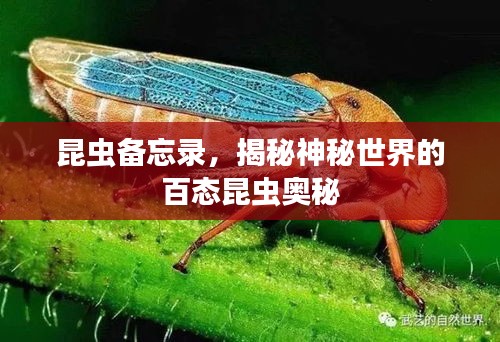 昆虫备忘录，揭秘神秘世界的百态昆虫奥秘