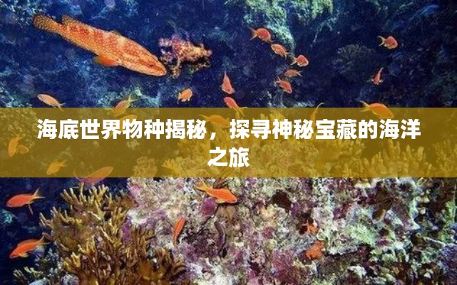 海底世界物种揭秘，探寻神秘宝藏的海洋之旅