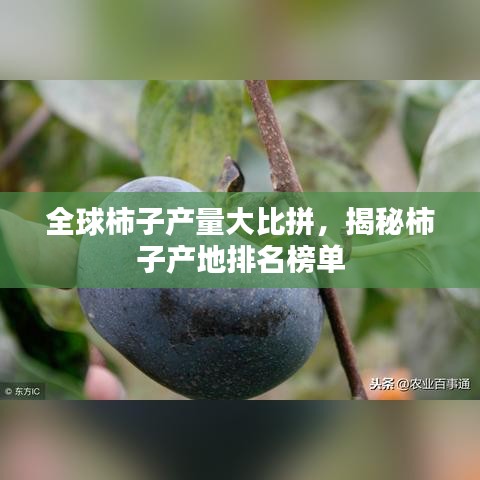 全球柿子产量大比拼，揭秘柿子产地排名榜单