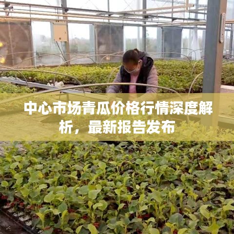 中心市场青瓜价格行情深度解析，最新报告发布