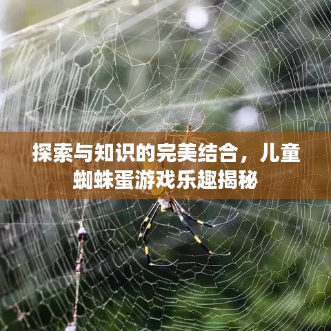 探索与知识的完美结合，儿童蜘蛛蛋游戏乐趣揭秘