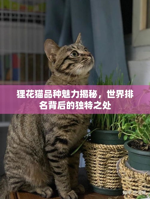 狸花猫品种魅力揭秘，世界排名背后的独特之处