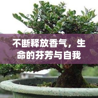 不断释放香气，生命的芬芳与自我表达之旅