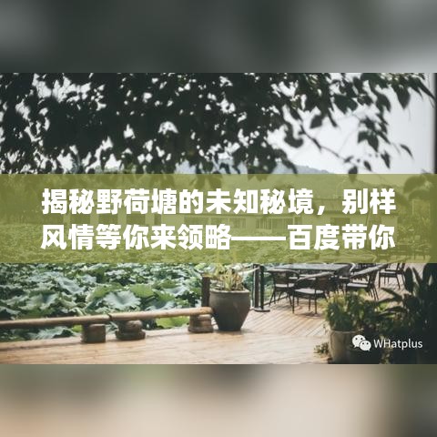 揭秘野荷塘的未知秘境，别样风情等你来领略——百度带你畅游自然魅力之旅
